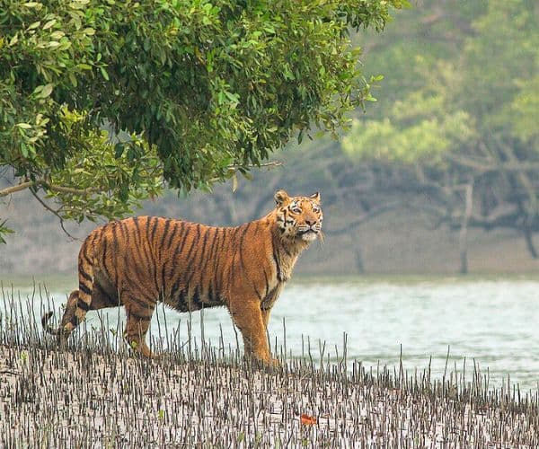 Sundarban